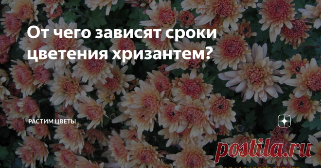 От чего зависят сроки цветения хризантем? Добрый день! Сегодня затрону тему цветения хризантем и мультифлор в частности. Почему некоторые её виды цветут вовсю с июня и до самых морозов, а другие к заморозкам только едва успевают набрать бутоны?
И почему один и тот же сорт цветет каждый год по-разному? Когда купили, был ранний и цвел в сентябре, а на следующий год сидит без бутонов даже в октябре? Обманули? Возможно... но такова способност