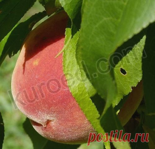 РЕЦЕПТЫ | Пьяные персики