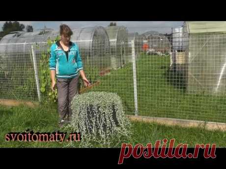 «Серебристый водопад» в Вашем саду. Дихондра - выращивание из семян