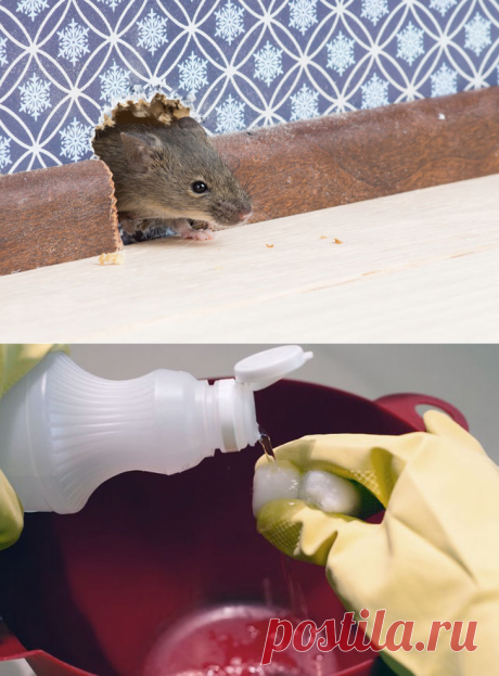 Как избавиться от мышей с помощью уксуса и ватных шариков?