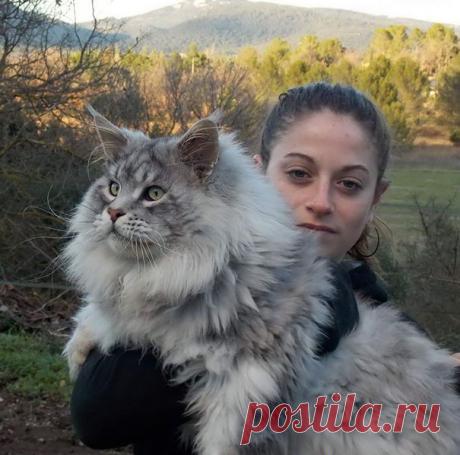 Подборка фото котиков породы мейн-кун, которые убедят вас, что ваша кошка просто карлик! Кошки породы мейн-кун отличаются дружелюбным характером и особенно крупным размером.



Мейн-кун — аборигенная порода кошек Соединенных Штатов Америки, которая произошла от кошек, проживающих на фермах Северо-Восточной Америки в штате Мэн.

Из-за окраса шерсти, мощного сложения и огромного хво
