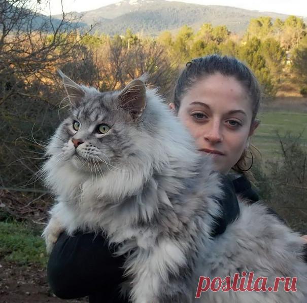 Подборка фото котиков породы мейн-кун, которые убедят вас, что ваша кошка просто карлик! Кошки породы мейн-кун отличаются дружелюбным характером и особенно крупным размером.



Мейн-кун — аборигенная порода кошек Соединенных Штатов Америки, которая произошла от кошек, проживающих на фермах Северо-Восточной Америки в штате Мэн.

Из-за окраса шерсти, мощного сложения и огромного хво