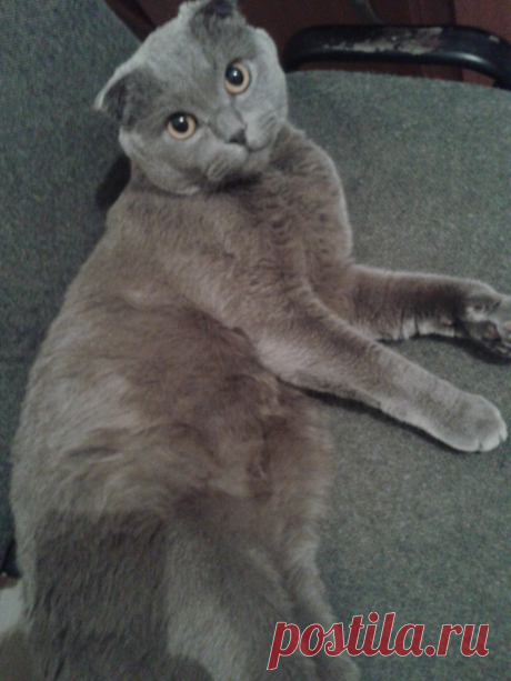 Мой котофейка Мишель!