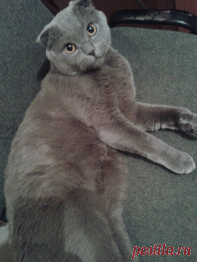 Мой котофейка Мишель!