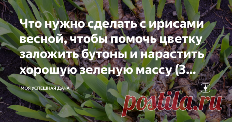 Что нужно сделать с ирисами весной, чтобы помочь цветку заложить бутоны и нарастить хорошую зеленую массу (3 обязательных действия) Статья автора «Моя успешная дача» в Дзене ✍: С наступлением тепла ирисы нуждаются в повышенном внимании и заботе.