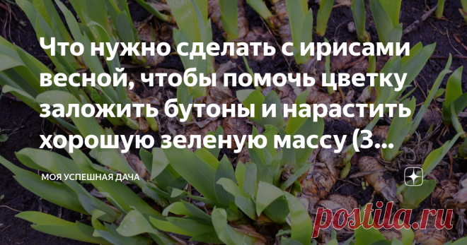 Что нужно сделать с ирисами весной, чтобы помочь цветку заложить бутоны и нарастить хорошую зеленую массу (3 обязательных действия) Статья автора «Моя успешная дача» в Дзене ✍: С наступлением тепла ирисы нуждаются в повышенном внимании и заботе.