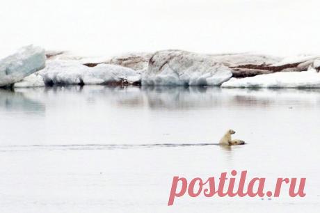 Невероятные моменты дикой природы / Питомцы
