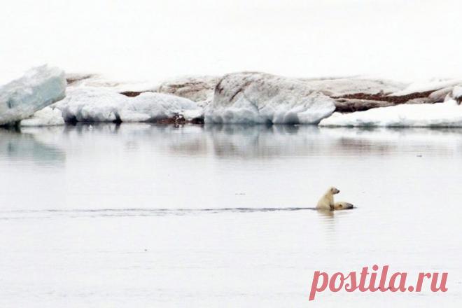 Невероятные моменты дикой природы / Питомцы