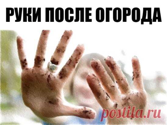 РУКИ ПОСЛЕ ОГОРОДА
  
В дачно-огородный сезон у каждой женщины возникает большая проблема: возня с землей портит наши руки, а не каждый любит работать в перчатках.
Вот простой совет: взять раствор перекиси водорода 3 % (она продается в любой аптеке) примерно 100 г, добавляем нашатырный спирт 10-20 г, а затем любое моющее средство для мытья посуды или немного порошка.
Все перемешать и опустить руки в раствор. Все трещины, которые потемнели, становятся светлыми. Потом вымыть руки с мылом и