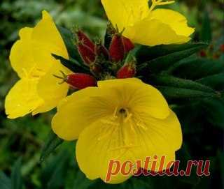 Энотера в саду