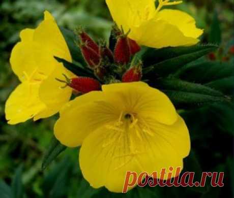 Энотера в саду
