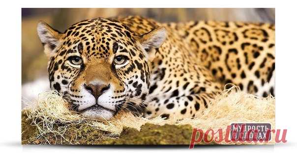 Свобода - это не то, что вам дали. Это - то, что у вас нельзя отнять.

© Вольтер