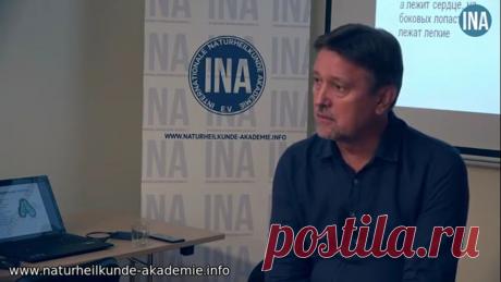 В какое время лучше есть. Прикладная кинезиология