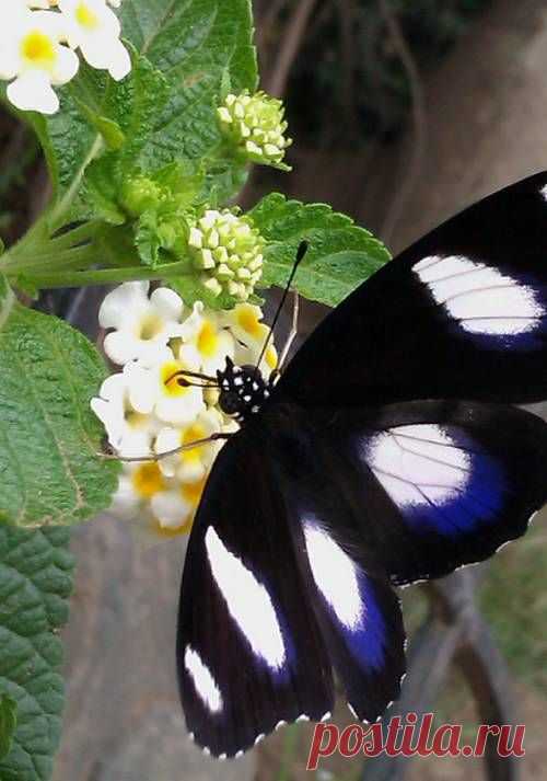 бабочки