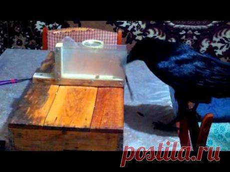 Сходство в обучении обезьян и ворон | Все умницы