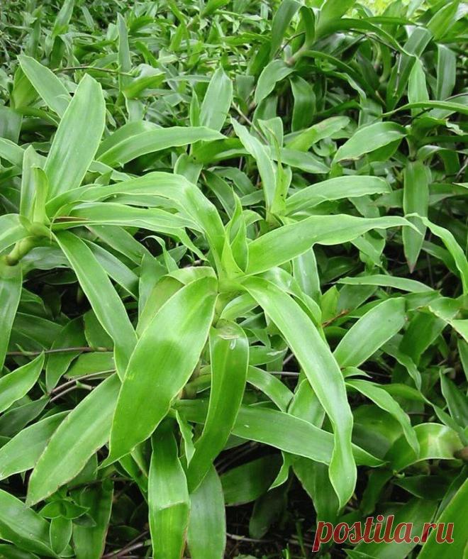 Домашний жень-шень - золотой ус