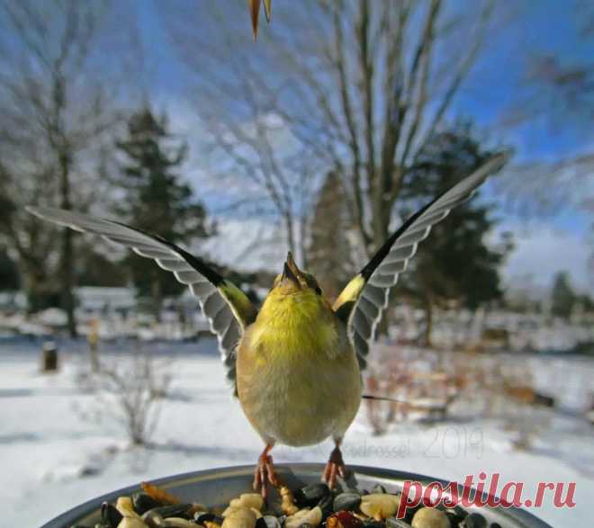 Ostdrossel в Instagram: «We were all worshipping the sun today. #birdstagram #birdsofinstagram #americangoldfinch #goldfinch #finch #finches #mygodisthesun…» 361 отметок «Нравится», 16 комментариев — Ostdrossel (@ostdrossel) в Instagram: «We were all worshipping the sun today. #birdstagram #birdsofinstagram #americangoldfinch #goldfinch…»