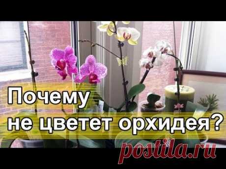 Почему не цветет орхидея. - YouTube

Многие в своих квартирах или домах выращивают орхидеи. Но бывают ситуации, когда цветок не зацветает. Естественно приходится искать ответы - почему не цветет орхидея, в чем причина? На самом деле ответ прост - необходимо создать соответствующие для цветения орхидеи условия. Таким образом можно добиться цветения до 3-х раз в год.