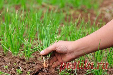 КАК ВЫРАСТИТЬ ЛУК ЧЕРНУШКУ    https://dachki.blogspot.com/2014/04/kak-prorastit-luk-chernushku.html