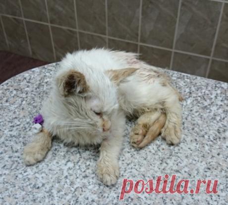 Unwanted Cat became the guardian of this little boy, following him everywhere - MirTesen