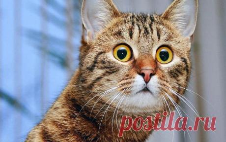 Как кошка реагирует на оптическую иллюзию: видео, покоряющее интернет