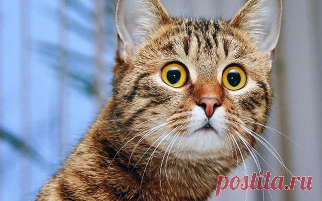 Как кошка реагирует на оптическую иллюзию: видео, покоряющее интернет