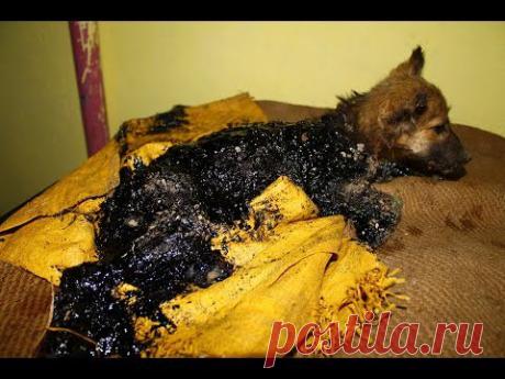 В Индии мальчик нашел 3-месячного щенка, завязшего в гудроне. | Все о наших питомцах