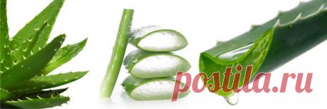 Мощнейший биостимулятор по рецепту Филатова