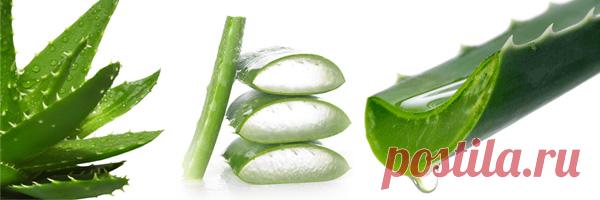 Мощнейший биостимулятор по рецепту Филатова