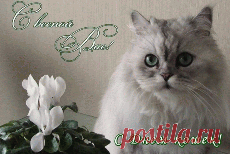 С весной Вас! С Днем кошек!