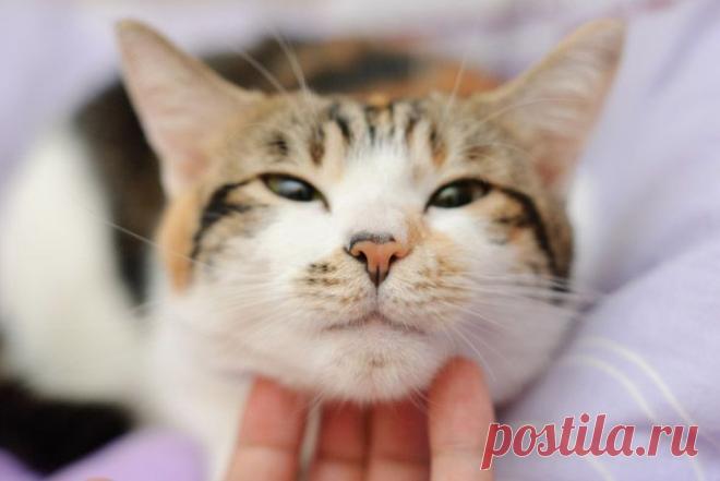 Почему кошка мурлычет? | Вопрос-ответ | Вокруг Света