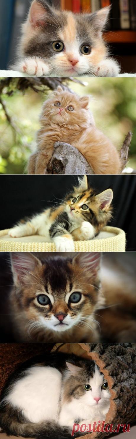 ЕСЛИ У ВАС ЕСТЬ КОШКА...