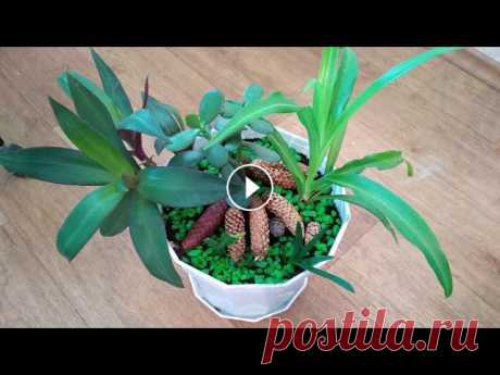 Новая композиция из суккулентов и хлорофитума #суккуленты#, #композиция#из# суккулентов#,#суккуленты#композиции#,#рео#,#хлорофитум#,#толстянка#...