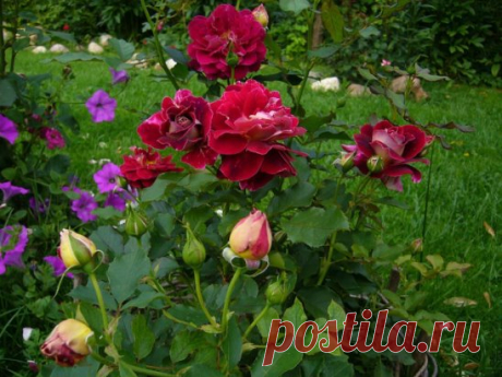 ЙОД И МОЛОКО ПРОТИВ ТЛИ НА РОЗАХ.
Тля, пожалуй, самый отвратительный и живучий вредитель, который может поселиться в вашем саду. Вроде бы вот, расправились с ней, и в саду красота. Но через неделю глядишь, а тля как будто никуда и не пропадала. Все так же сидит на листьях роз и кустарников, и портит внешний вид растений.
Я нашла и тле управу. Для борьбы с ней вам понадобятся: распылитель или 2-литровая бутылка, шприц, 100 мл молока и пузырек йода. В распылитель наберите 1 л воды. В шприц набер