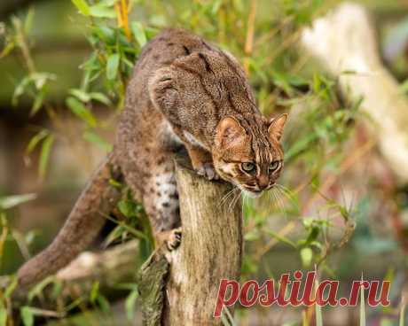 20 редких диких кошек - Ржавая кошка