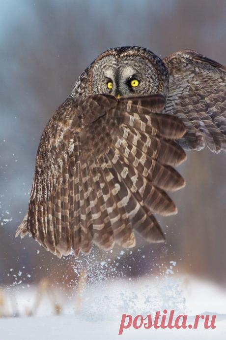 Это 100 самых ценных снимков сов всех времен и народов