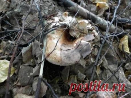 Как собирать грибы осенью. - Грибникам о грибах