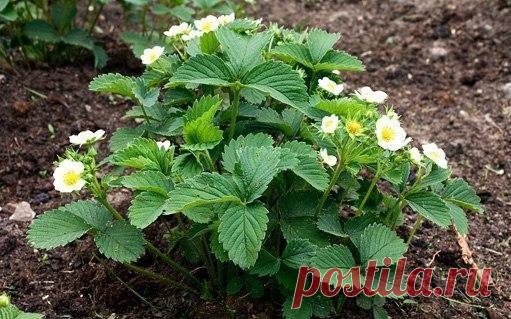 Подкормка клубники (земляники)

На 10л воды - 3г марганцовки, 0,5ч.л. борной кислоты, 1ст.л. мочевины, 0,5 стакана золы. Всё хорошенько перемешать. На большой куст - 1л.