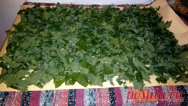 Начало лета — время заготавливать вкусные чаи, на любой вкус. Сегодня ферментирую и сушу листья мелисы лимонной | Два дачника поневоле | Яндекс Дзен