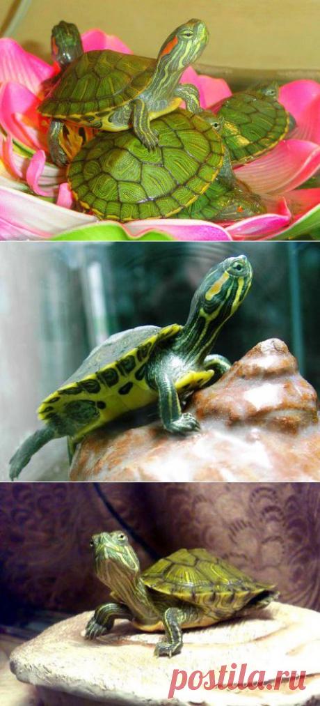 Аквариум для красноухой черепахи: обустраиваем правильно