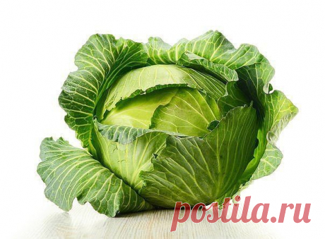 От кашля - лист капусты на грудь
Если кого-то из членов моей семьи начинает донимать кашель, никогда не покупаю в аптеке лекарства, а лечу так. Беру капустный лист, опускаю его на 1-2 минуты в кипящую воду, затем намазываю медом и накладываю на грудь (при сильном кашле - два капустных листа, один на грудь, второй - на спину). А наутро почти ничего не остается. Вместе с медом он впитывается в кожу, оказывает целебное действие. 3-5 ночей - и простудного кашля как не бывало.