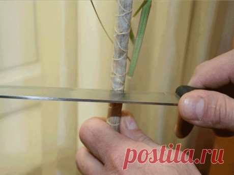 Драцена размножение в домашних условиях черенками