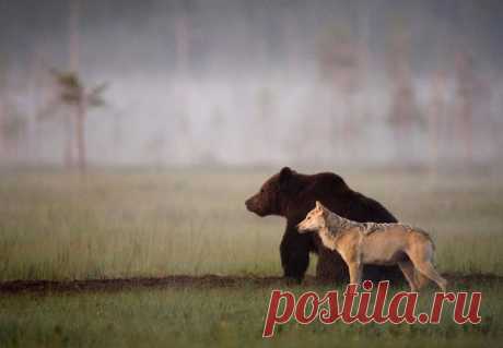 Необычная пара, замеченная финским фотографом