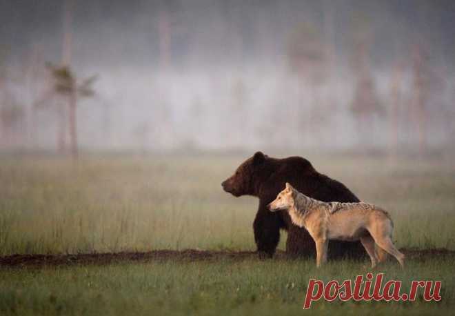 Необычная пара, замеченная финским фотографом