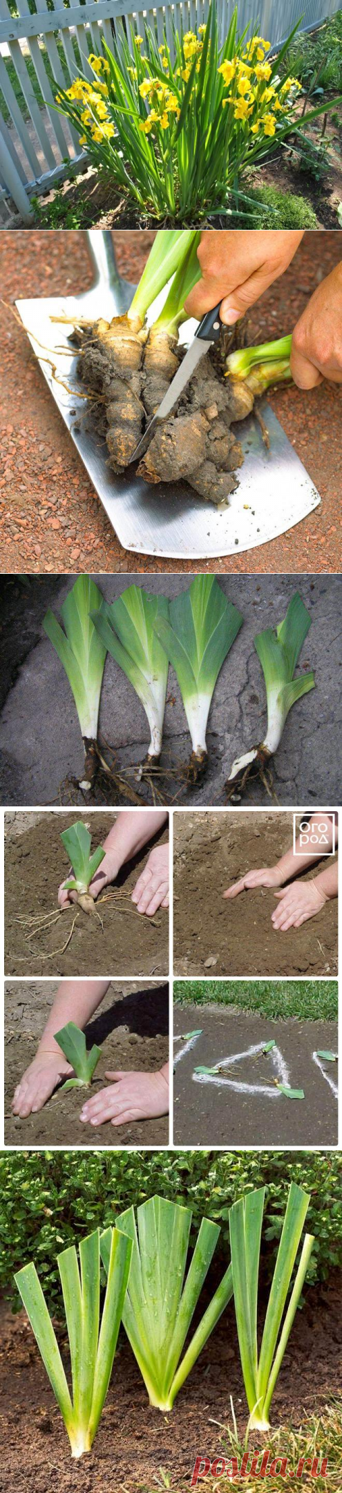 Июль – время пересаживать ирисы в саду (мастер-класс, фото)