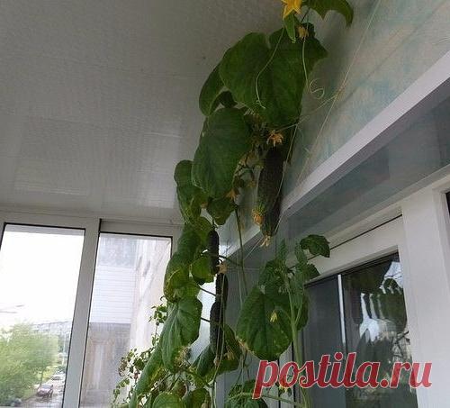 Как вырастить огурцы на балконе