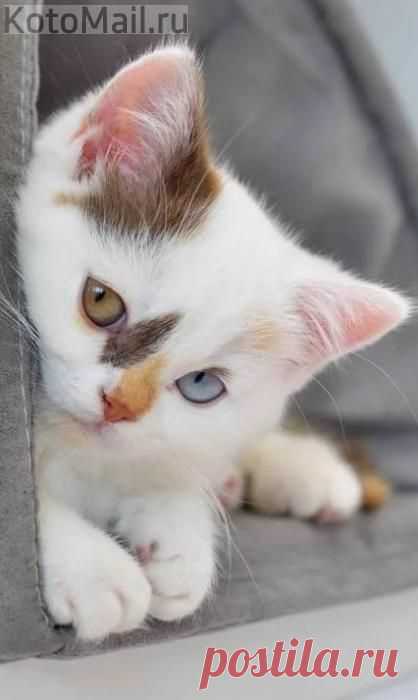 (6) Pinterest