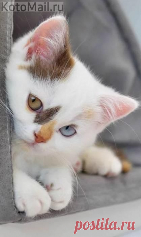 (6) Pinterest