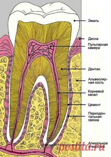ВЫРАЩИВАЕМ НОВЫЕ ЗУБЫ