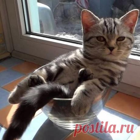 Они поместятся в любую тару.